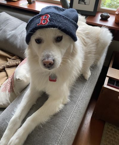 An adorable dog wears a Red Sox beanie.